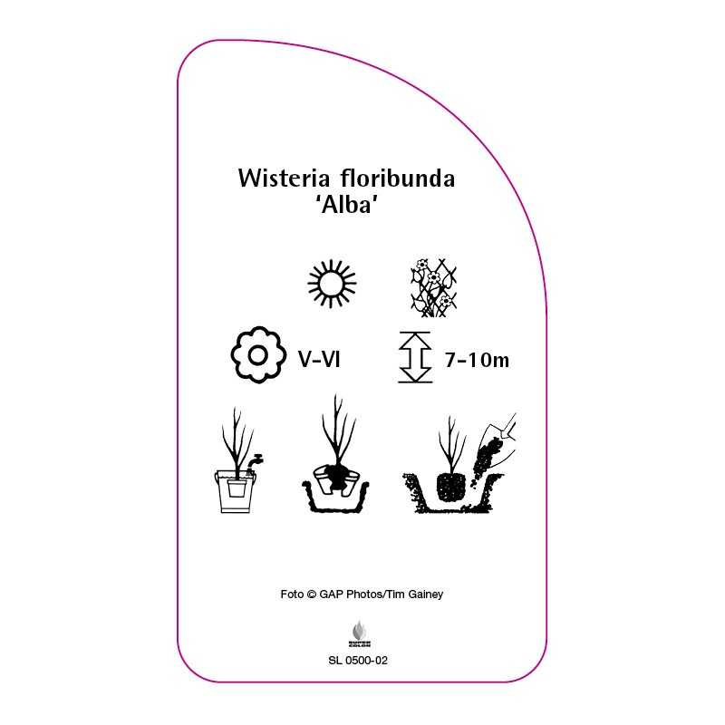 wisteria-floribunda-alba-0