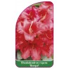 rhododendron-repens-bengal-mini-b1
