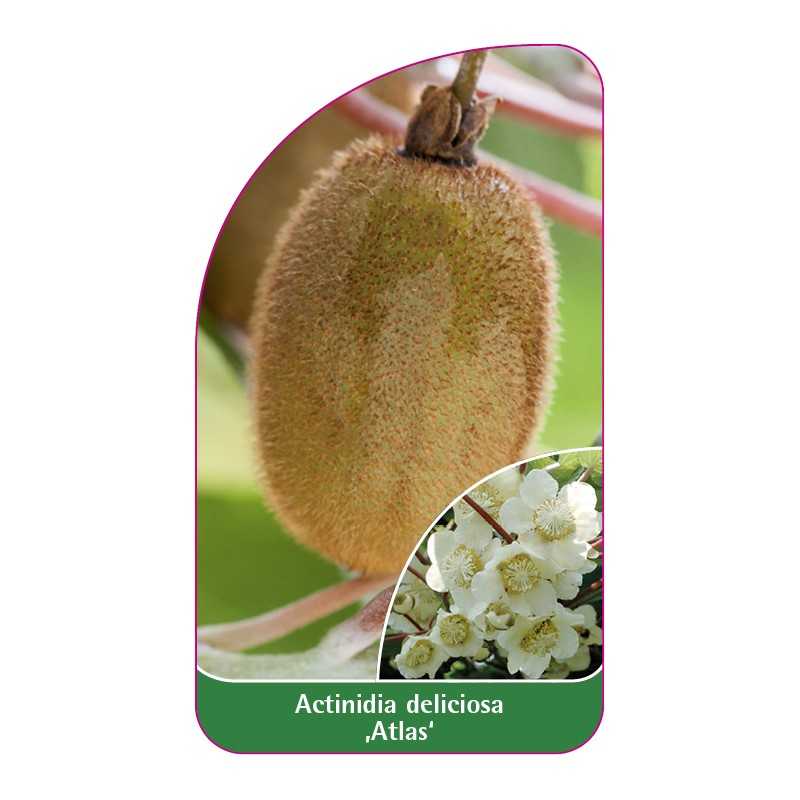 actinidia-deliciosa-atlas-c1
