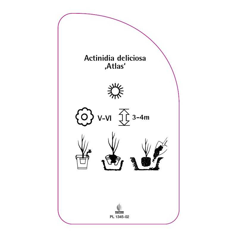 actinidia-deliciosa-atlas-c0