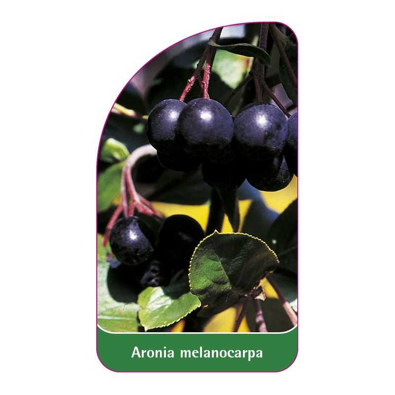 aronia-melanocarpa-b1