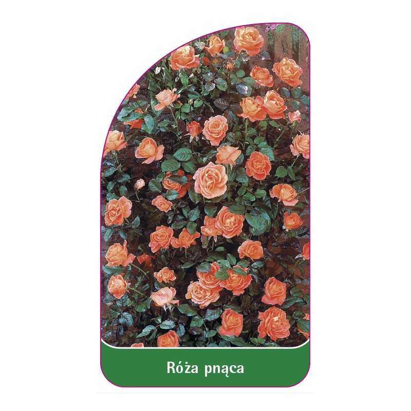 roza-pnaca-315-b-standard1