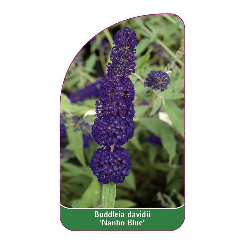 buddleia-davidii-nanho-blue-1