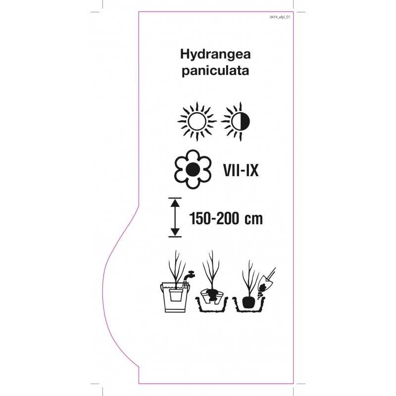 hydrangea-paniculata-ii-jumbo-0