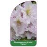 rhododendron-eskimo-1