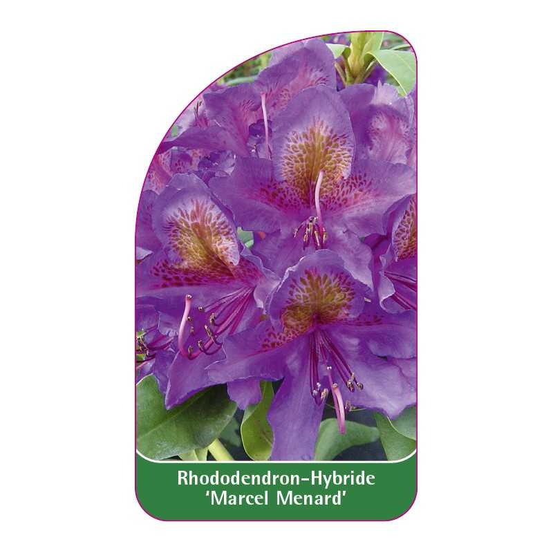 rhododendron-marcel-menard-b1