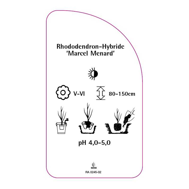 rhododendron-marcel-menard-b0