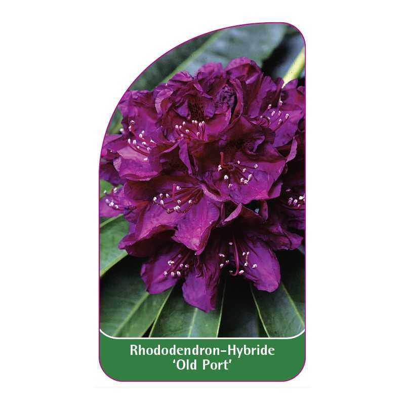 rhododendron-old-port-b1