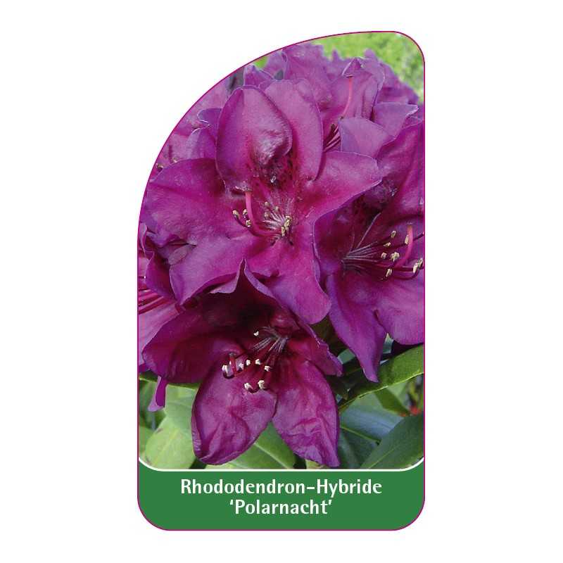 rhododendron-polarnacht-c1