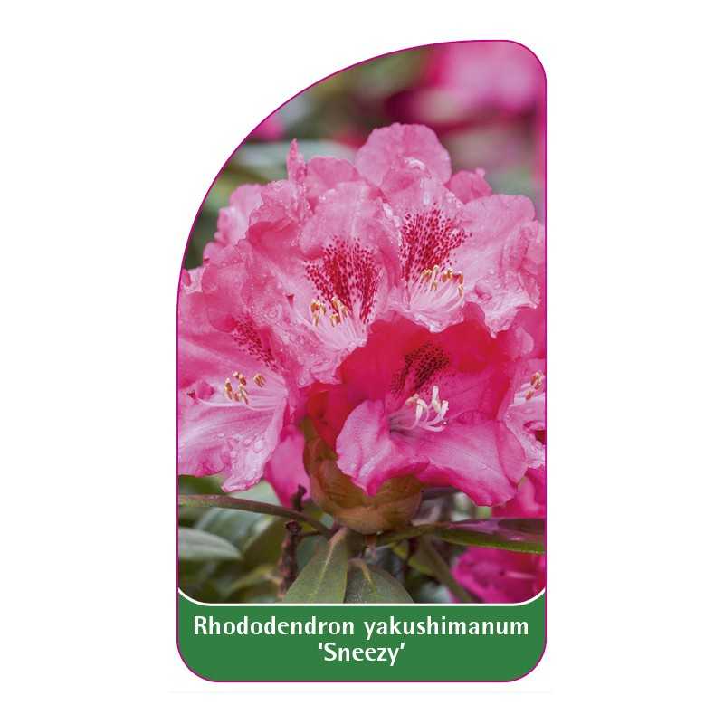 rhododendron-yakushimanum-sneezy-b1