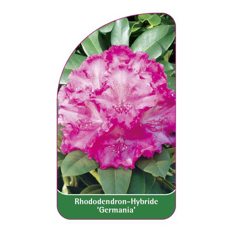 rhododendron-1