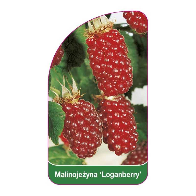 malinojezyna-loganberry-1
