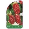 malinojezyna-loganberry-1