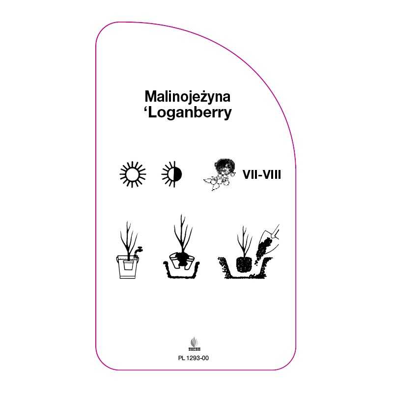 malinojezyna-loganberry-0