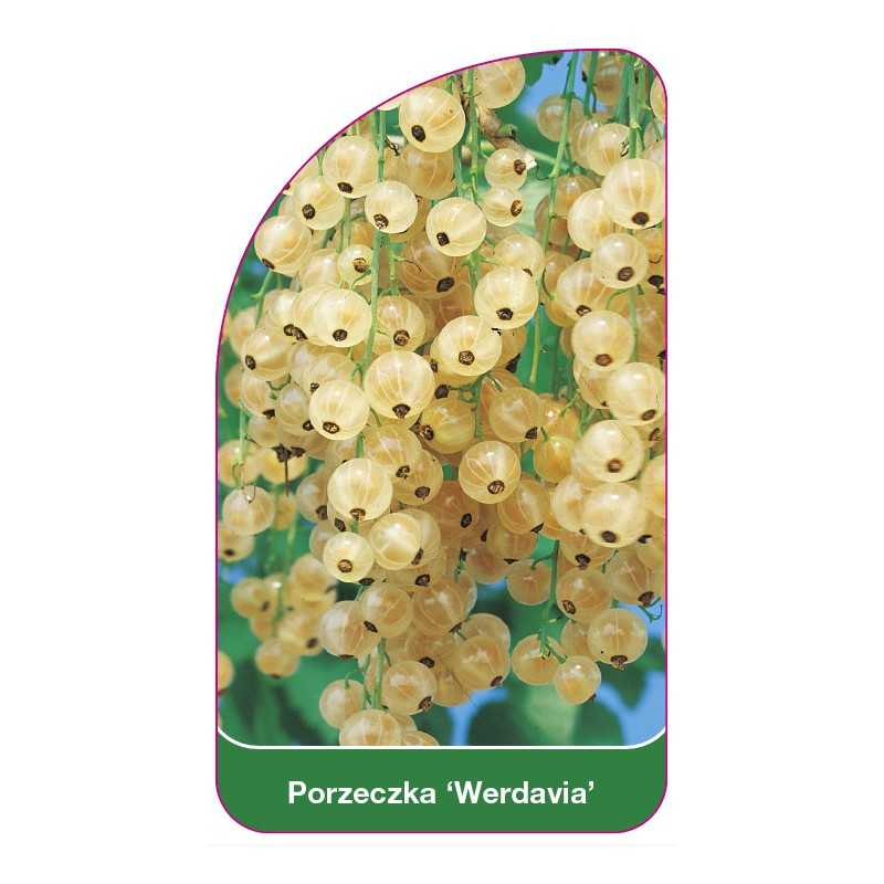 porzeczka-werdavia-1