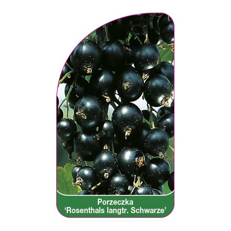 porzeczka-rosenthals-langtraubige-schwarze-1
