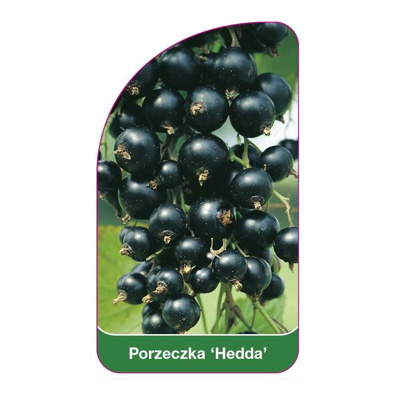 porzeczka-hedda-1