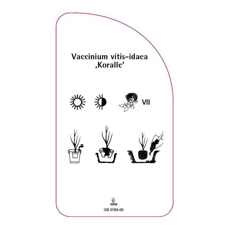 vaccinium-vitis-idaea-koralle-0