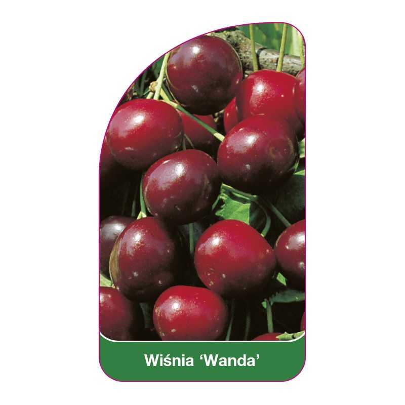 wisnia-wanda-1