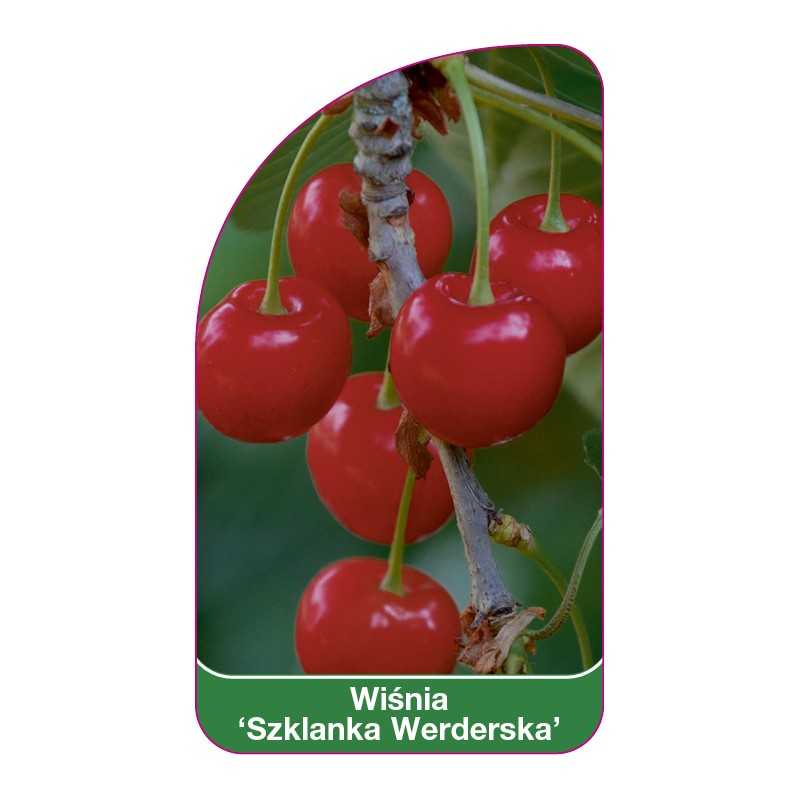 wisnia-szklanka-werderska-1