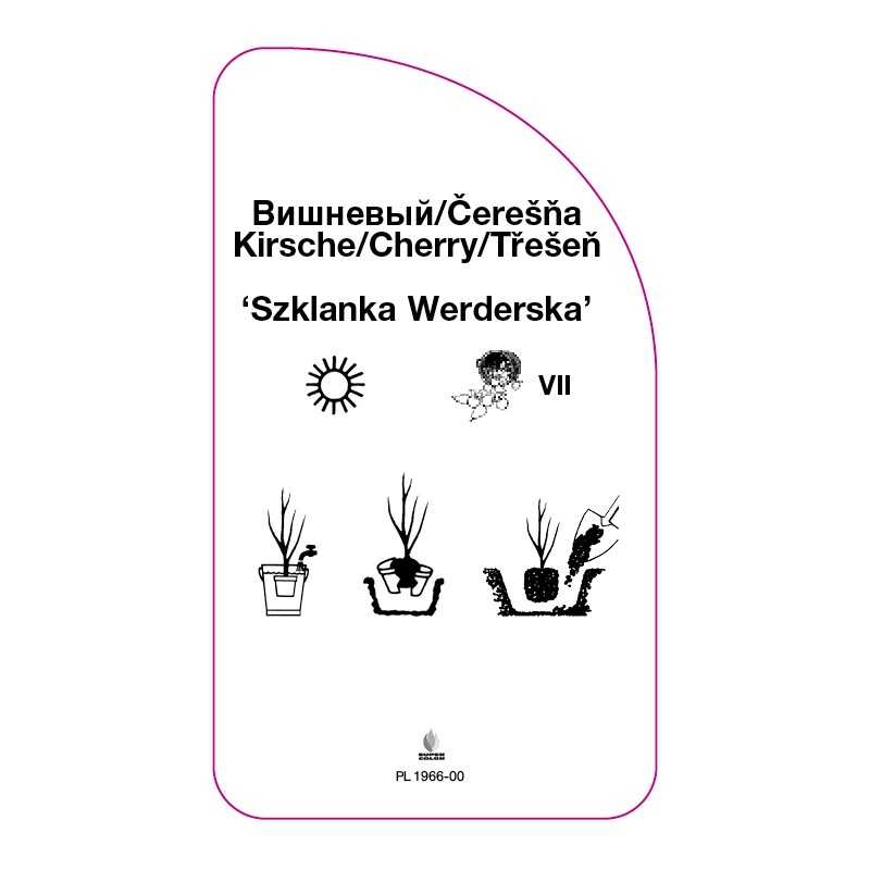 wisnia-szklanka-werderska-0