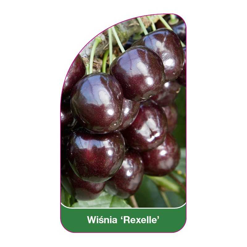 wisnia-rexelle-1