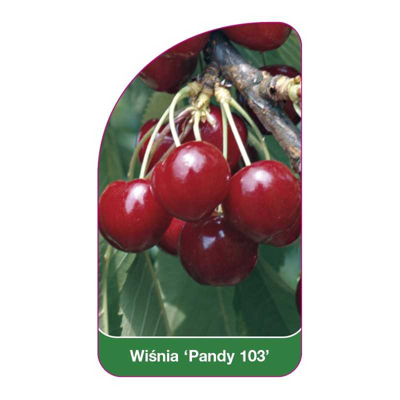 wisnia-pandy-103-1