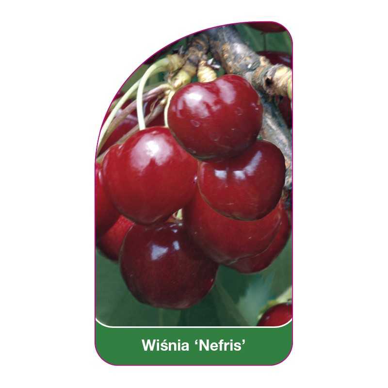 wisnia-nefris-1