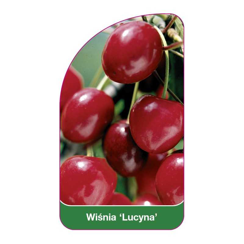 wisnia-lucyna-1