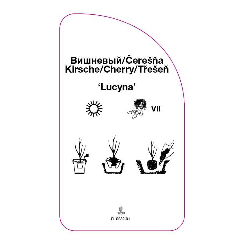 wisnia-lucyna-0