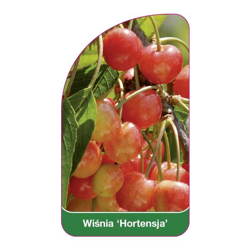 wisnia-hortensja-1