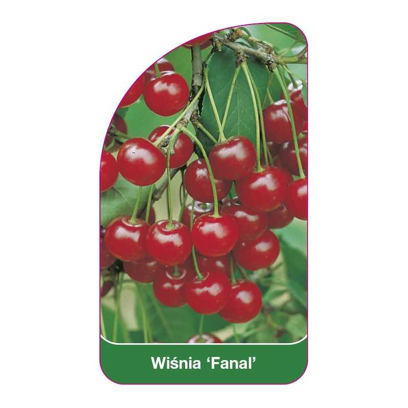 wisnia-fanal-1