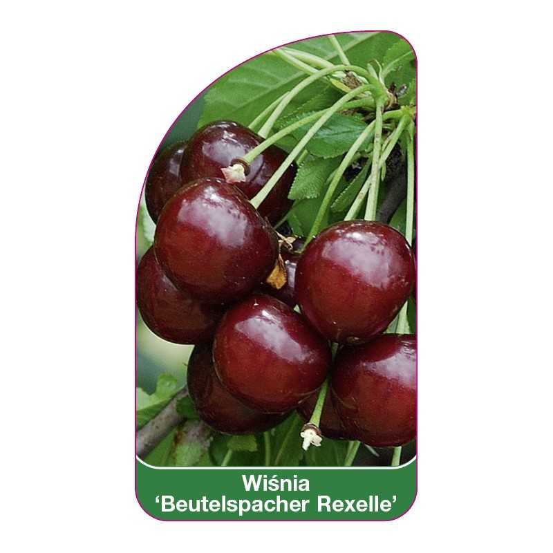 wisnia-beutelsbacher-rexelle-1