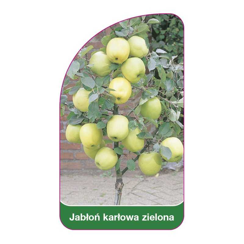 jablon-karlowa-zielona1