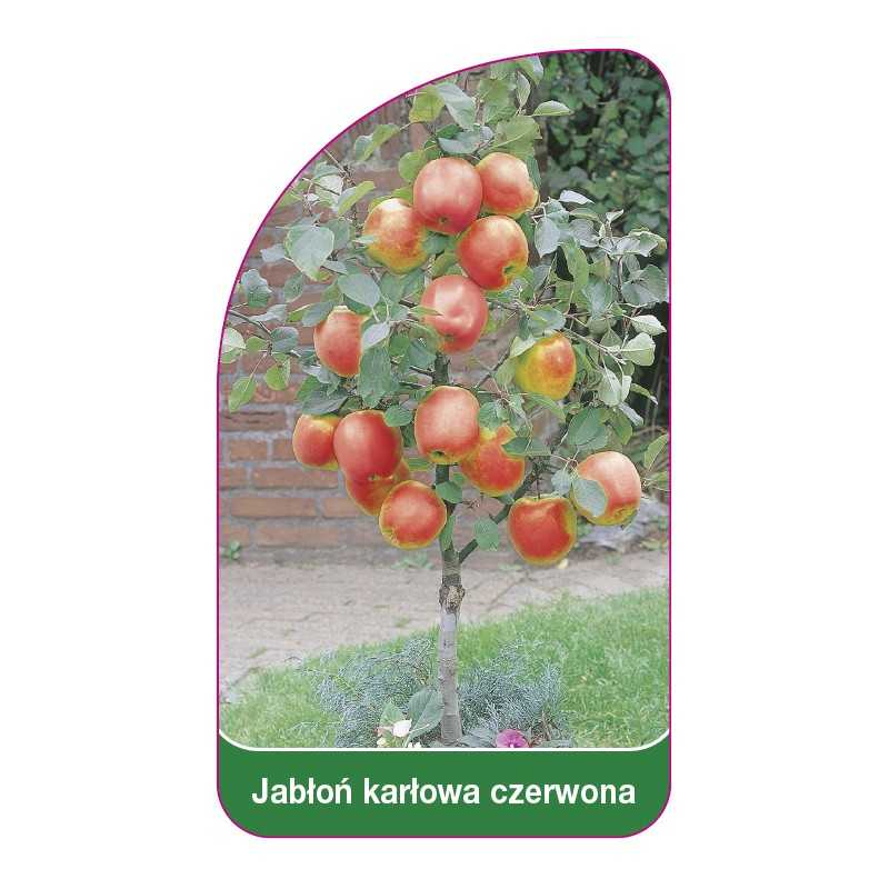 jablon-karlowa-czerwona1