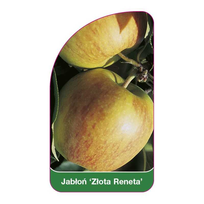 jablon-zlota-reneta-1
