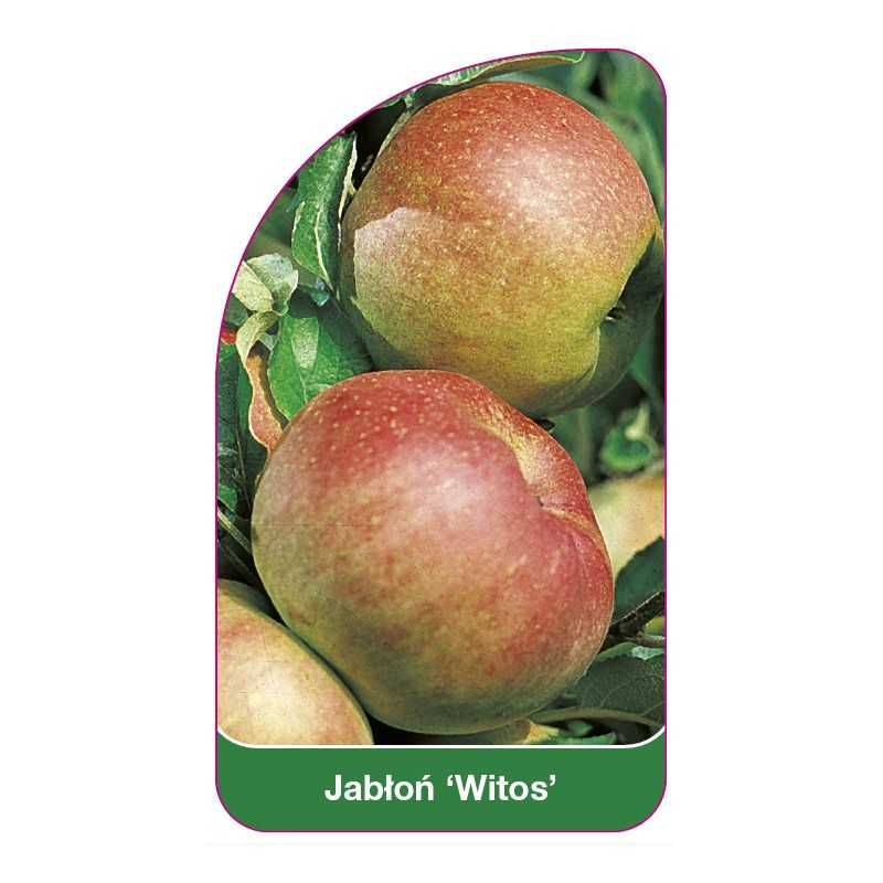 jablon-witos-1