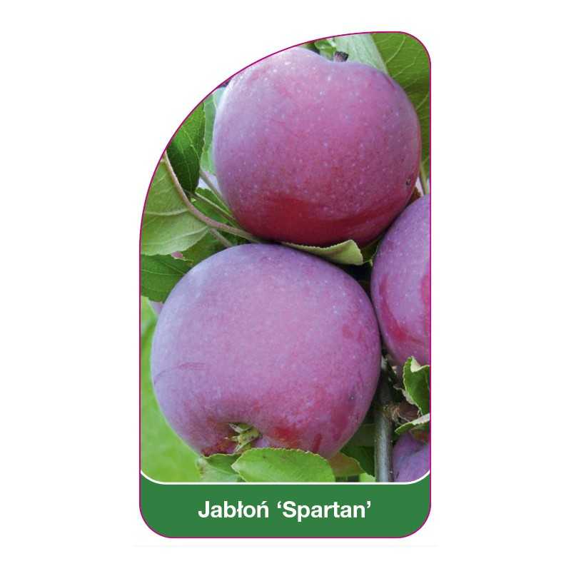 jablon-spartan-1