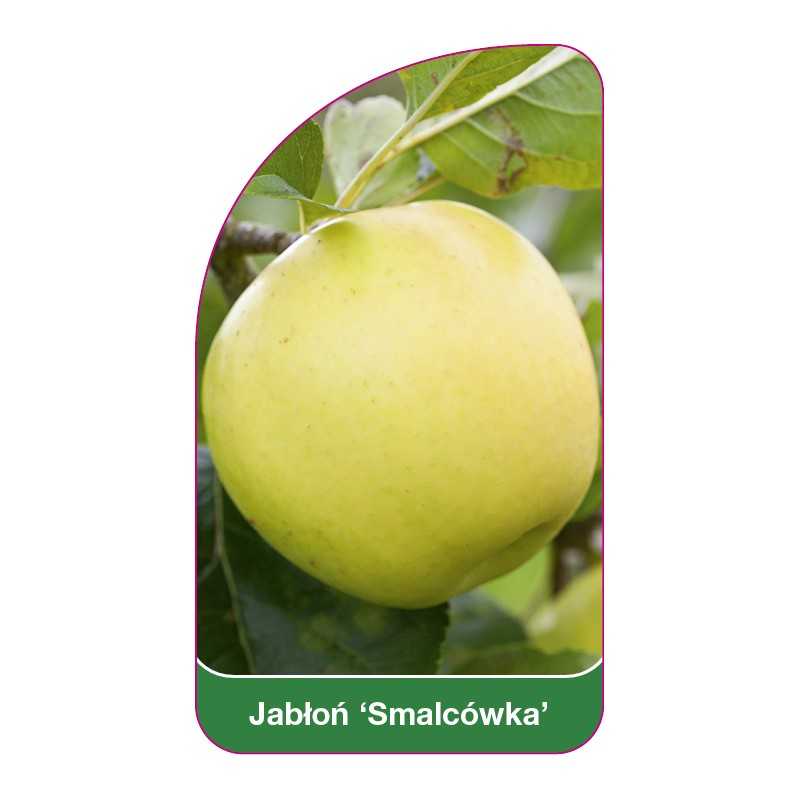 jablon-smalcowka-1