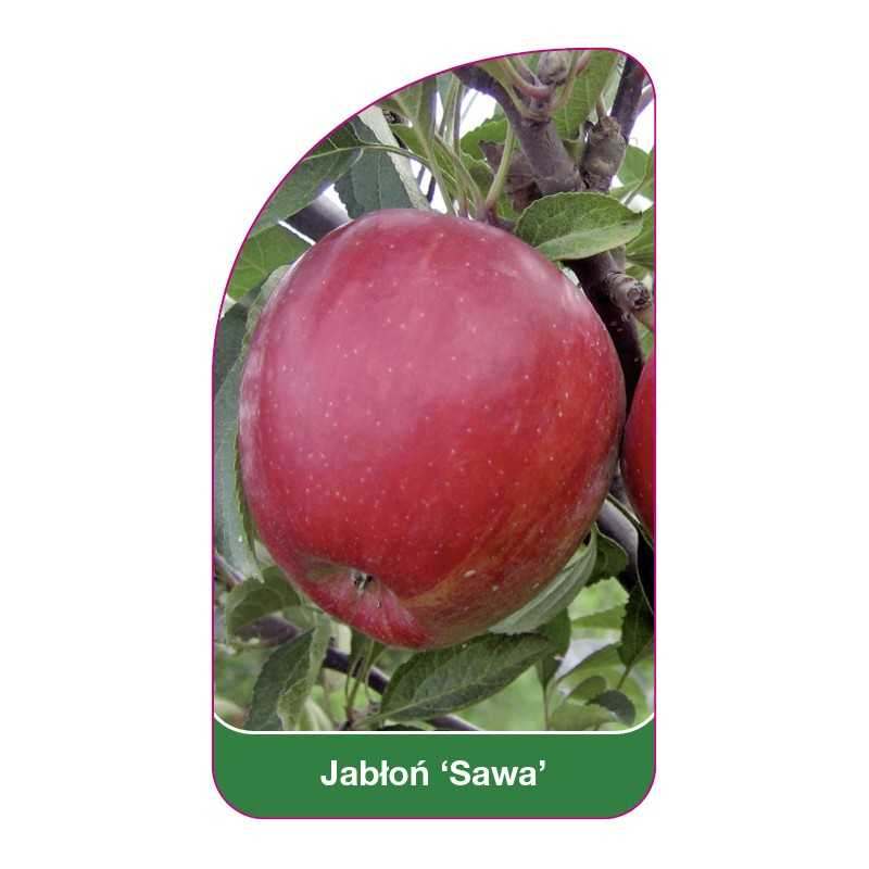 jablon-sawa-1