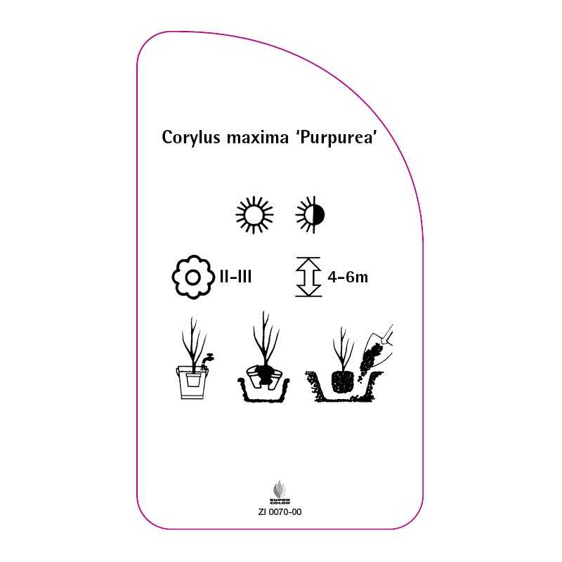 corylus-maxima-purpurea-0
