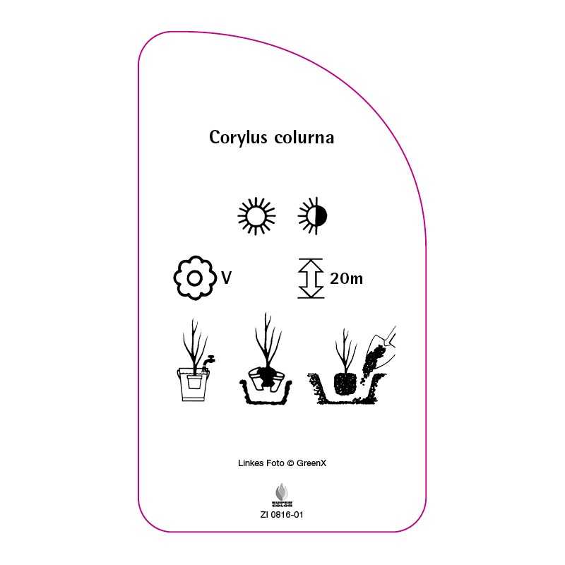 corylus-colurna0