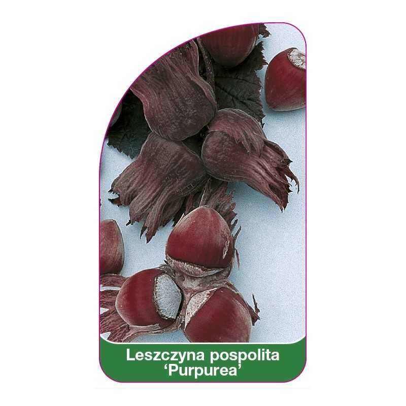 leszczyna-pospolita-purpurea-1