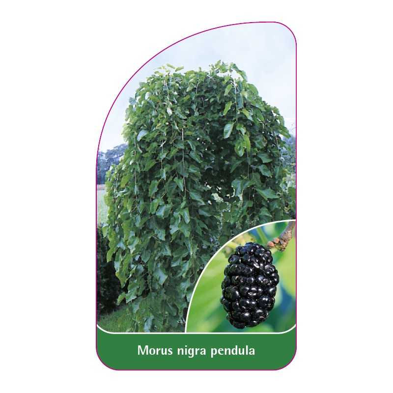 morus-nigra-pendula-owoc-czarny1