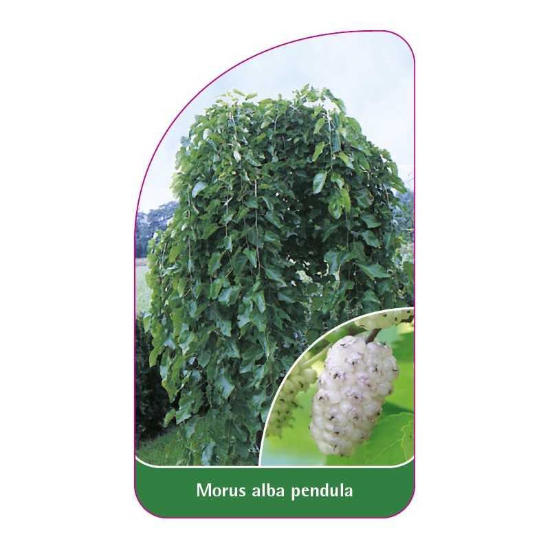 morus-alba-pendula-owoc-bialy1