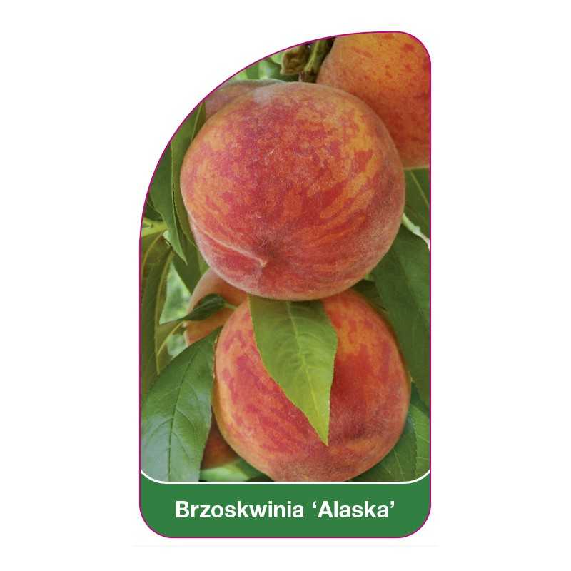 brzoskwinia-alaska-1