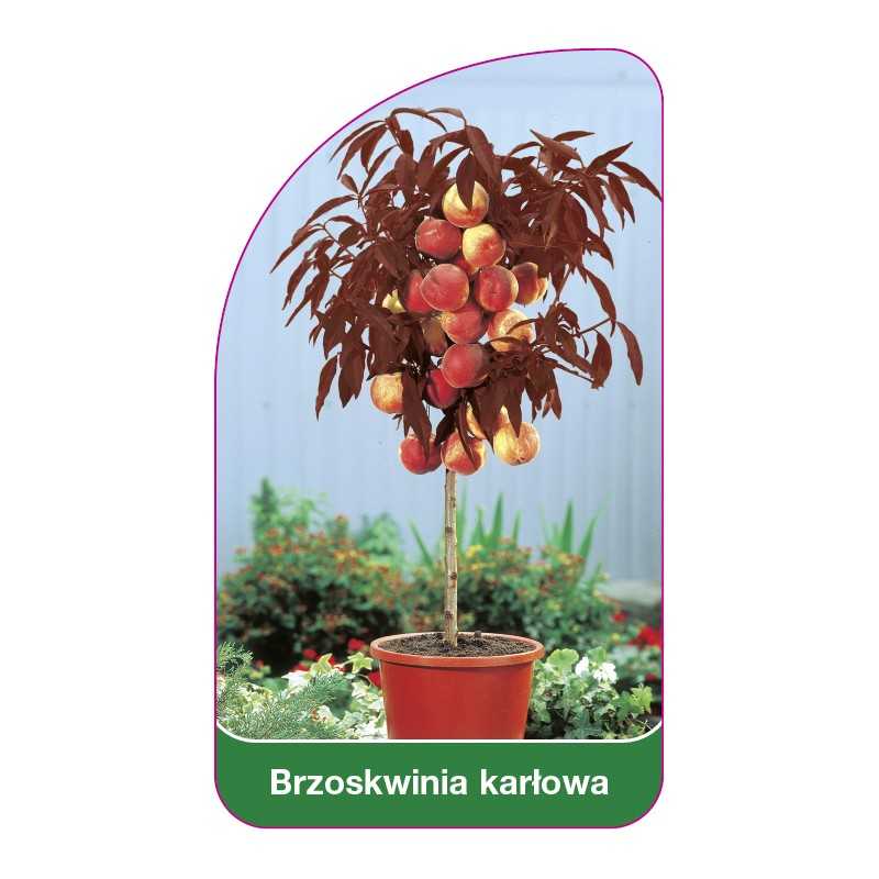brzoskwinia-karlowa-bordowe-liscie1