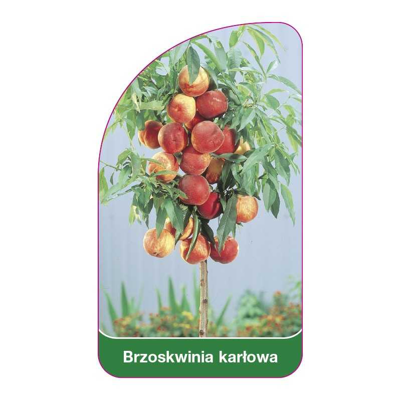 brzoskwinia-karlowa1