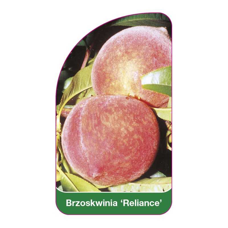 brzoskwinia-reliance-1