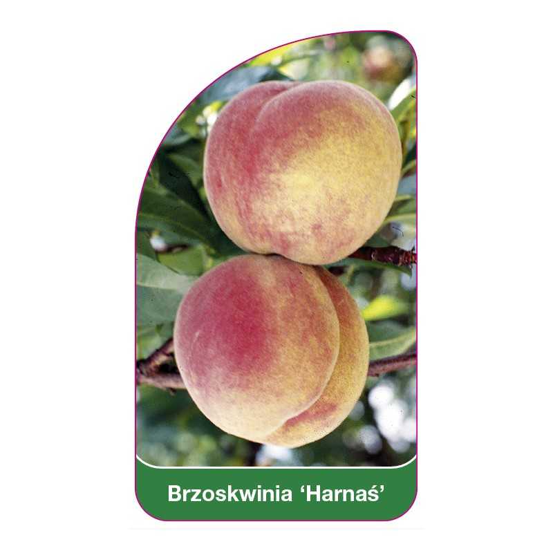 brzoskwinia-harnas-1